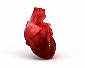 Human heart,illustration