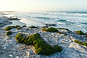 Rugged,pristine coastline at dawn