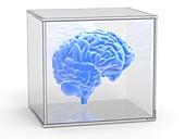 Human brain in a glass case,artwork