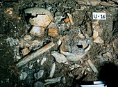 Human fossils,Sima de los Huesos