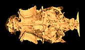 Zebrafish skull,3D micro-CT scan