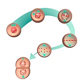 Mitosis,illustration