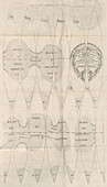 Francesco Bianchini Venus Map,1728