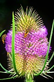 Teasel (Dipsacus fullonum) pollination