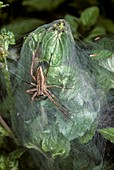 Nursery-web spider