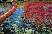 Common glasswort (Salicorna europaea)