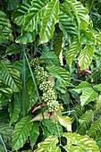 Coffee plant in fruit