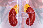 Kidneys and adrenal glands,illustration