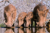 Warthogs drinking