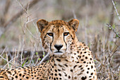 Cheetah resting
