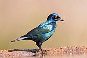 Cape glossy starling