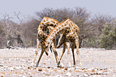 Male giraffe fighting