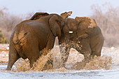 Male elephants fighting