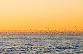 Greater crested terns at sunset