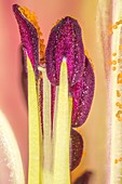 Flower stamen,Light Microscopy