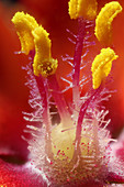 Flower stamen,Light Microscopy