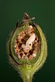 Weevil larva in white campion fruit