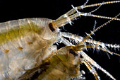 Lagoon sand shrimps mating