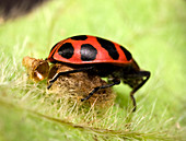 Ladybird and parasitic wasp cocoon