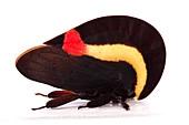 Membracis treehopper