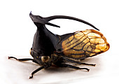Leptocentrus treehopper