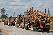 Logging industry,USA