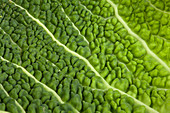 Cabbage leaf,close-up