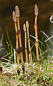 Field horsetail stems and cones
