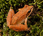 European common frog