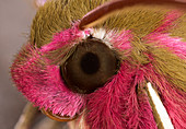 Elephant hawk-moth head
