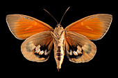 Paysandisia moth