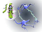 Nerve cells in multiple sclerosis