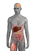 Body organs,illustration
