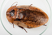 Death's head cockroach