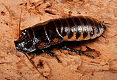 Madagascar hissing cockroach