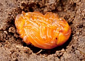 Colorado potato beetle nymph
