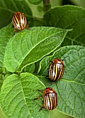 Colorado potato beetles