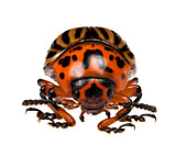 Colorado potato beetle