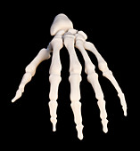 3D printed anatomical hand model