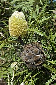 Saw Banksia (Banksia serrata)