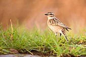 Female Whinchat (Saxicola rubetra)