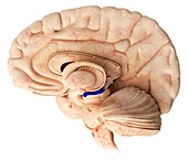 Hippocampus in the brain,illustration