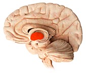 Thalamus in the brain,illustration