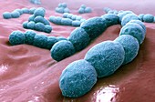 Streptococcus bacteria,illustration