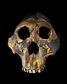 Paranthropus boisei skull