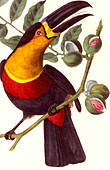 Channel-billed toucan,illustration