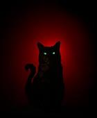 Cat at night with eyeshine