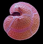 Dinoflagellate,SEM