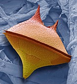 Dinoflagellate,SEM