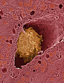 Liver macrophage cell,SEM